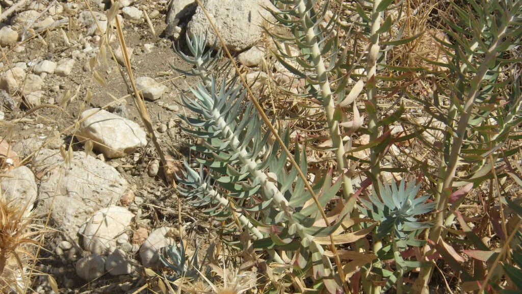 Euphorbia Rigida