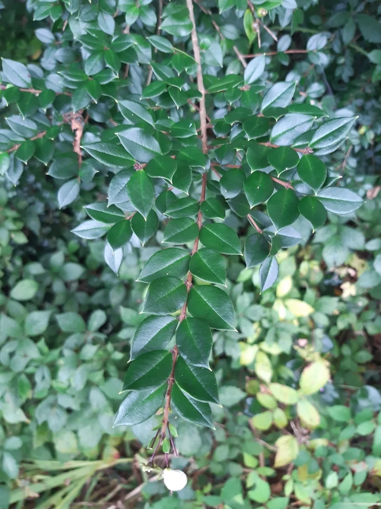 Luma Apiculata