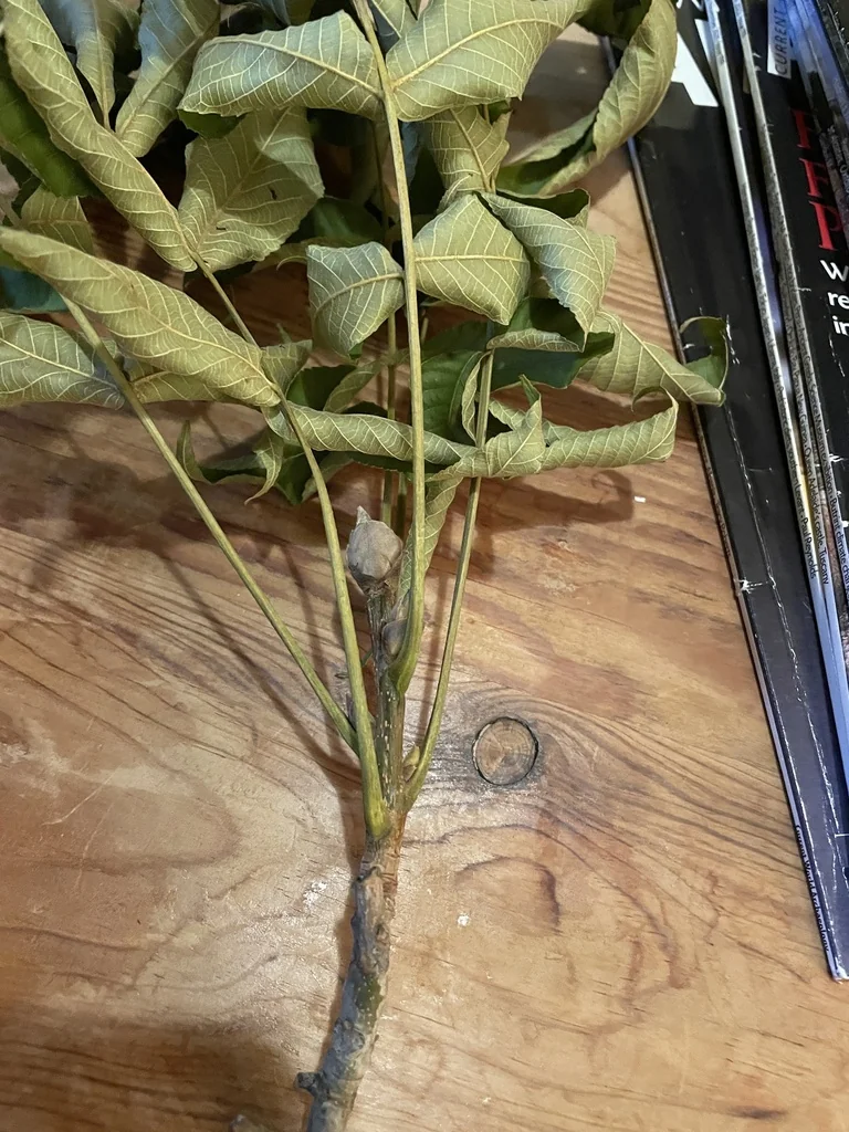 Carya Laciniosa