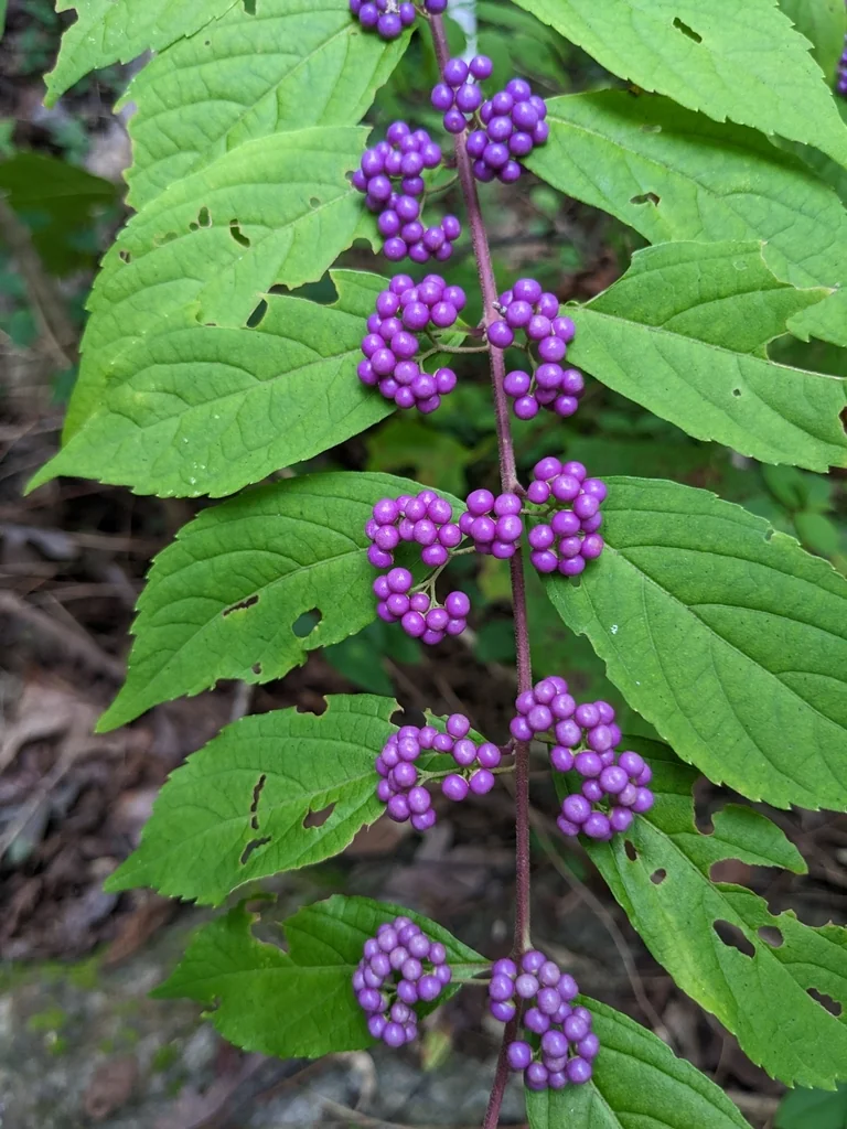 Callicarpa Dichotoma
