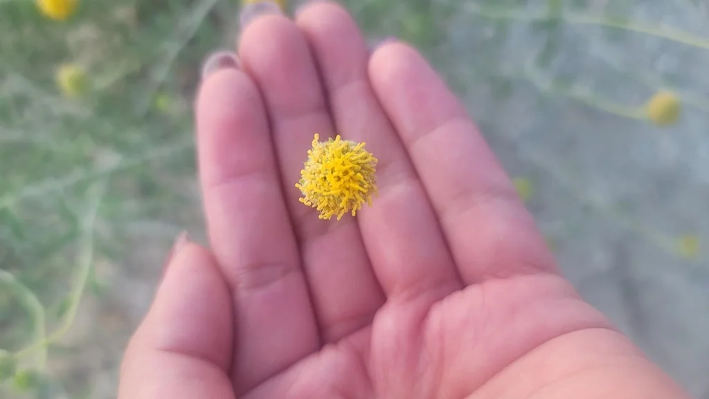 Encelia Frutescens
