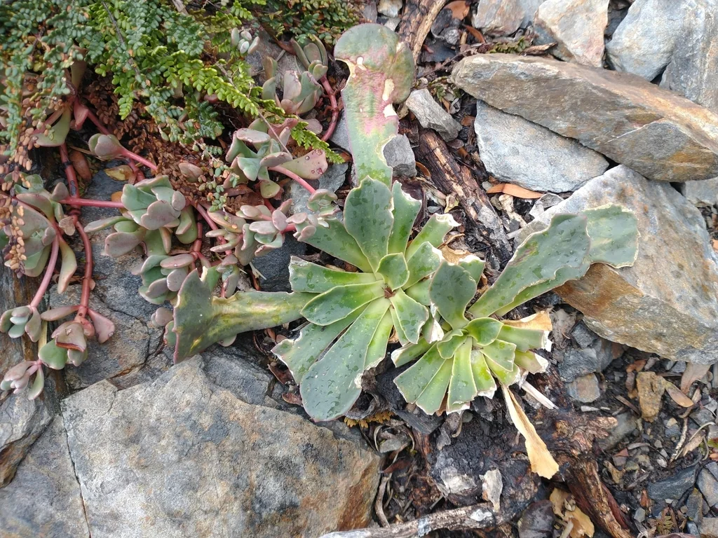 Lewisia Cotyledon