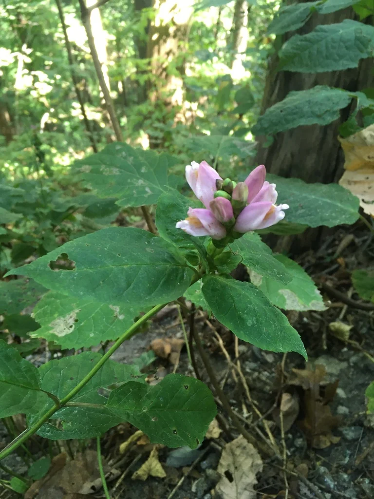 Chelone Lyonii