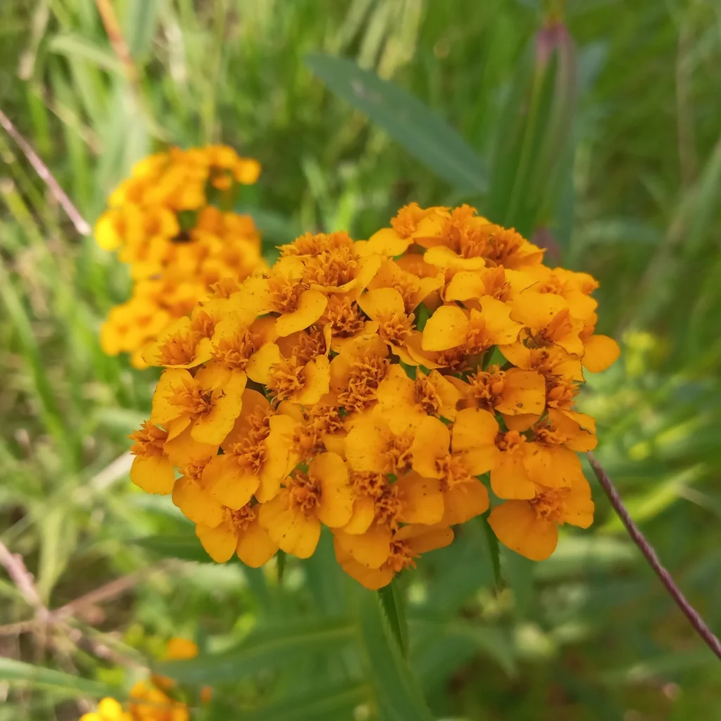 Tagetes Lucida