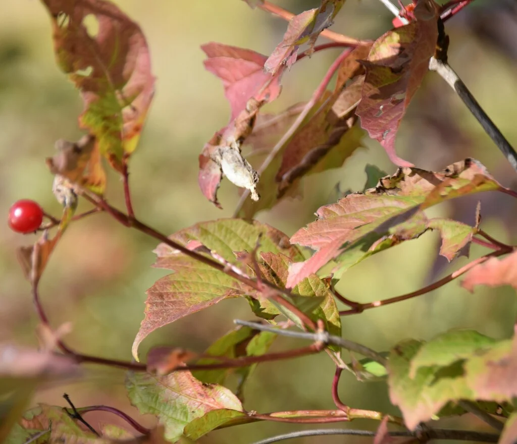 Viburnum Opulus Var. Americanum
