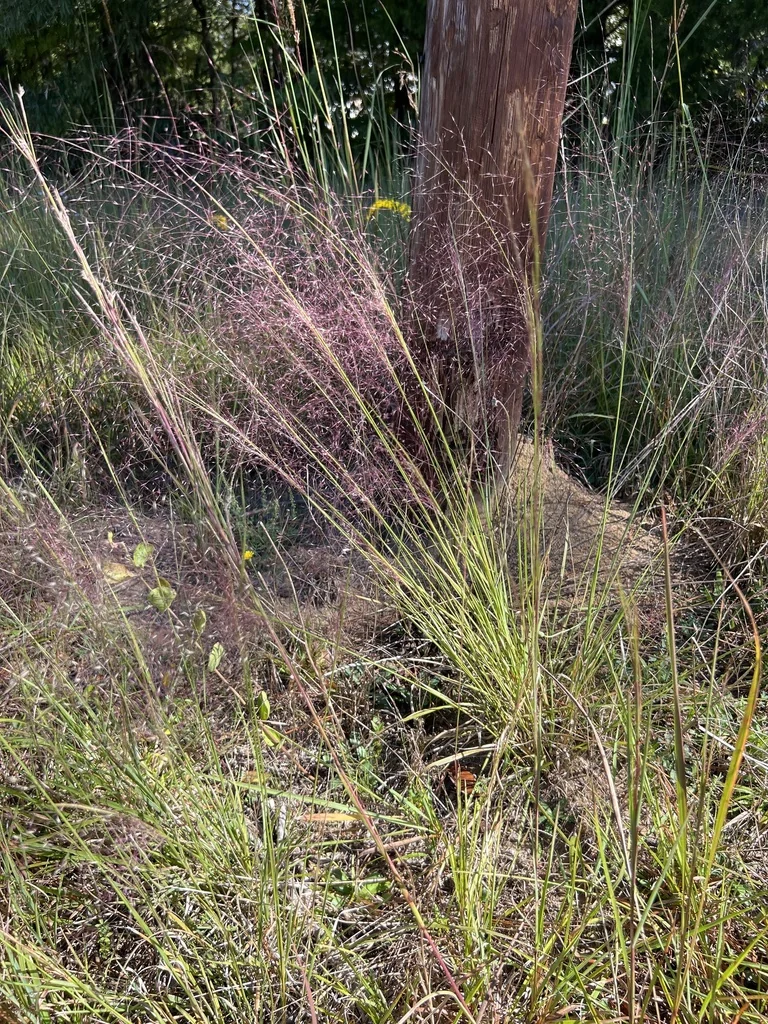 Muhlenbergia capillaris
