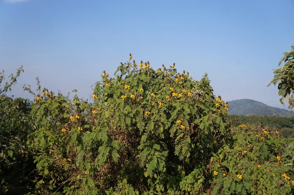 Senna Didymobotrya