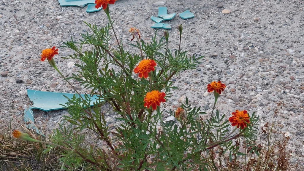 Tagetes Erecta