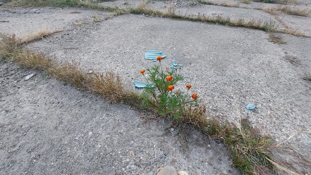 Tagetes Erecta