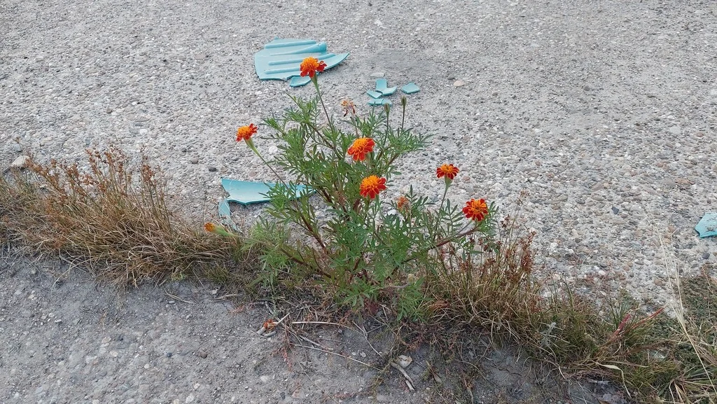 Tagetes Erecta