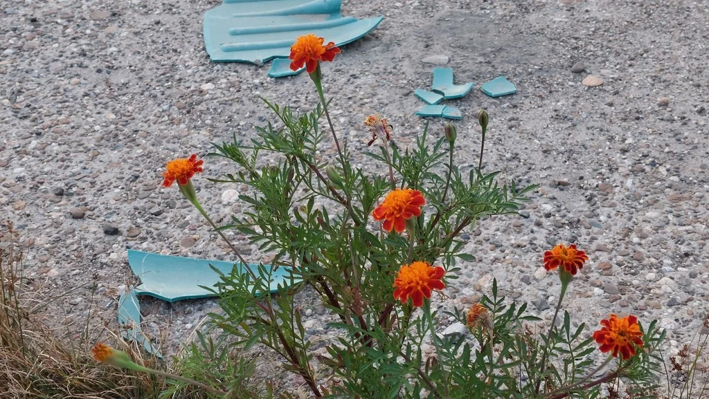 Tagetes Erecta