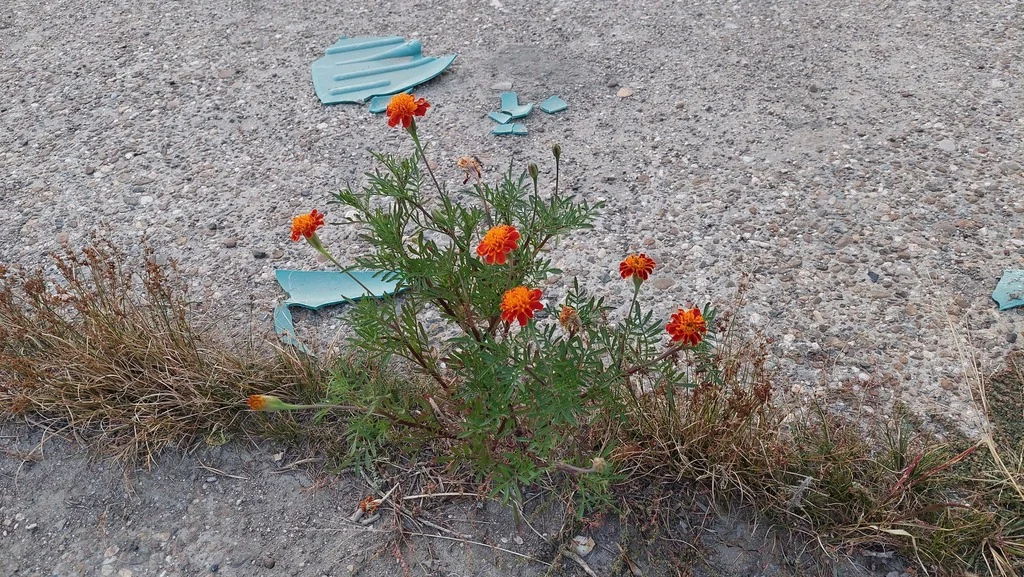 Tagetes Erecta