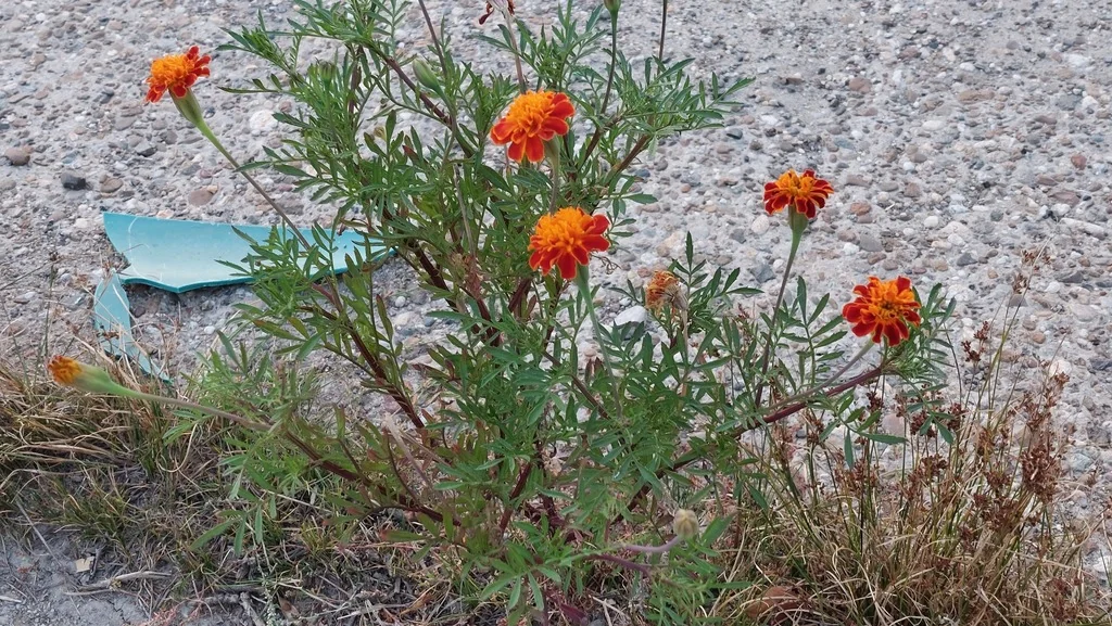 Tagetes Erecta