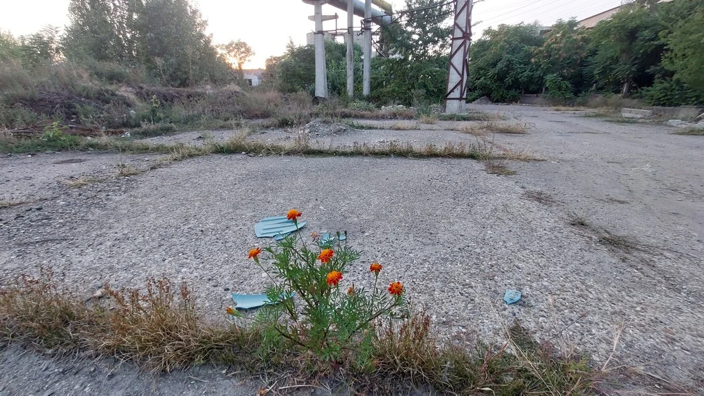 Tagetes Erecta