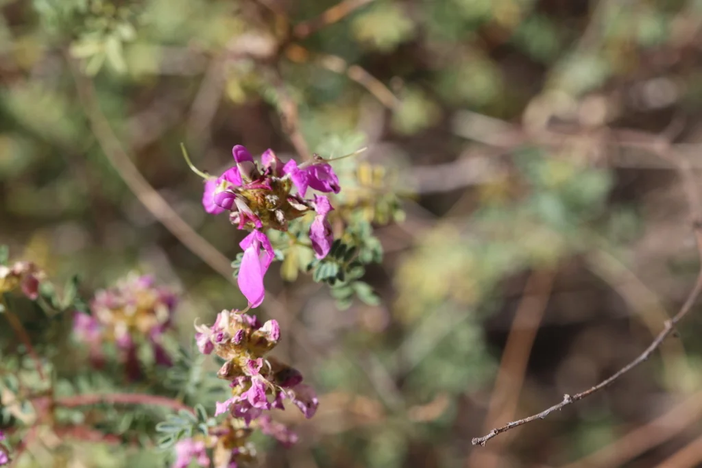 Dalea Frutescens