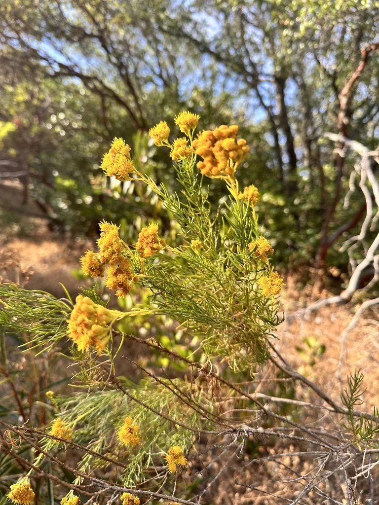 Ericameria Arborescens