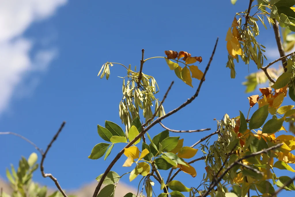 Fraxinus Velutina