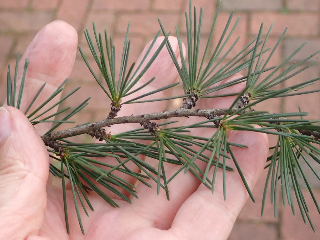 Cedrus Deodara