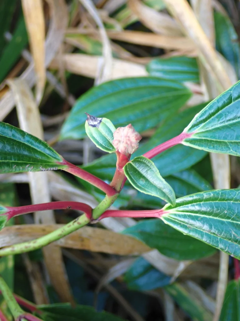 Viburnum Davidii