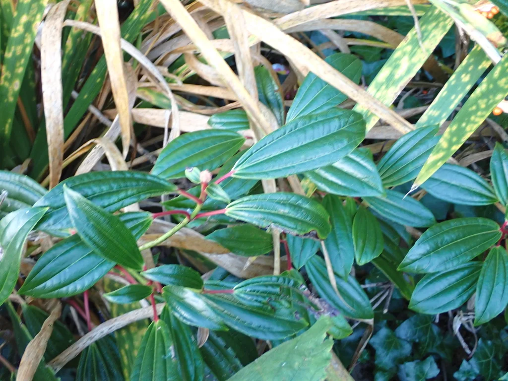Viburnum Davidii