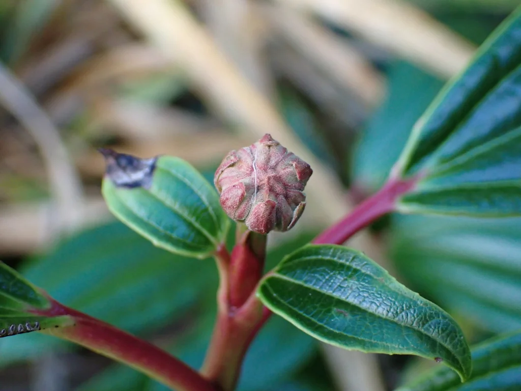 Viburnum Davidii