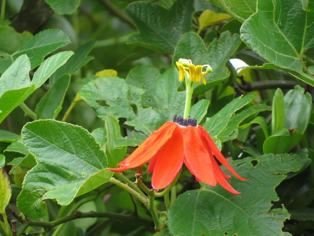 Passiflora Manicata