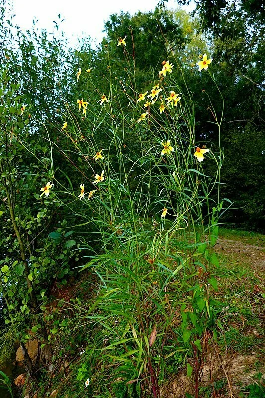 Bidens ferulifolia