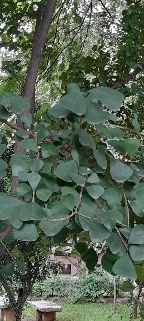 Ficus Triangularis