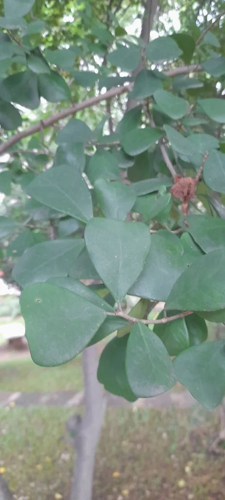 Ficus Triangularis