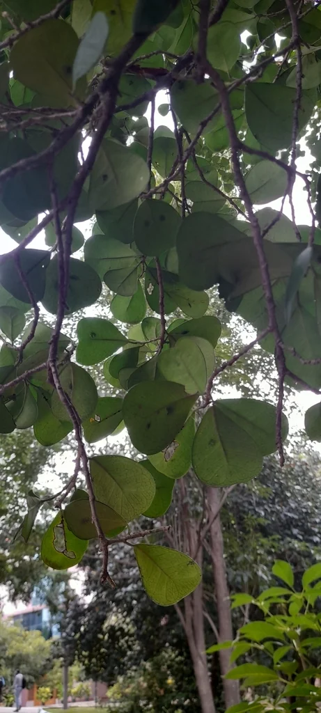 Ficus Triangularis