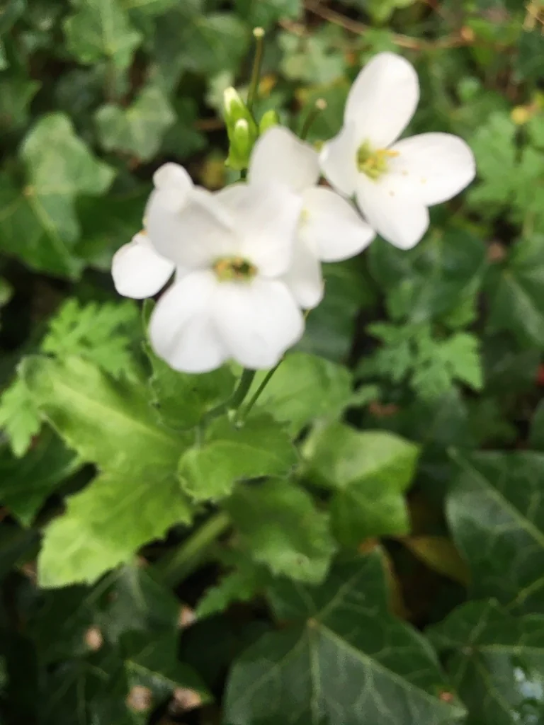 Arabis Caucasica