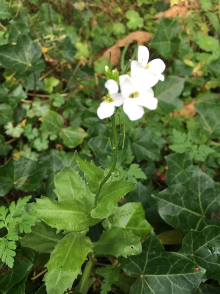 Arabis Caucasica