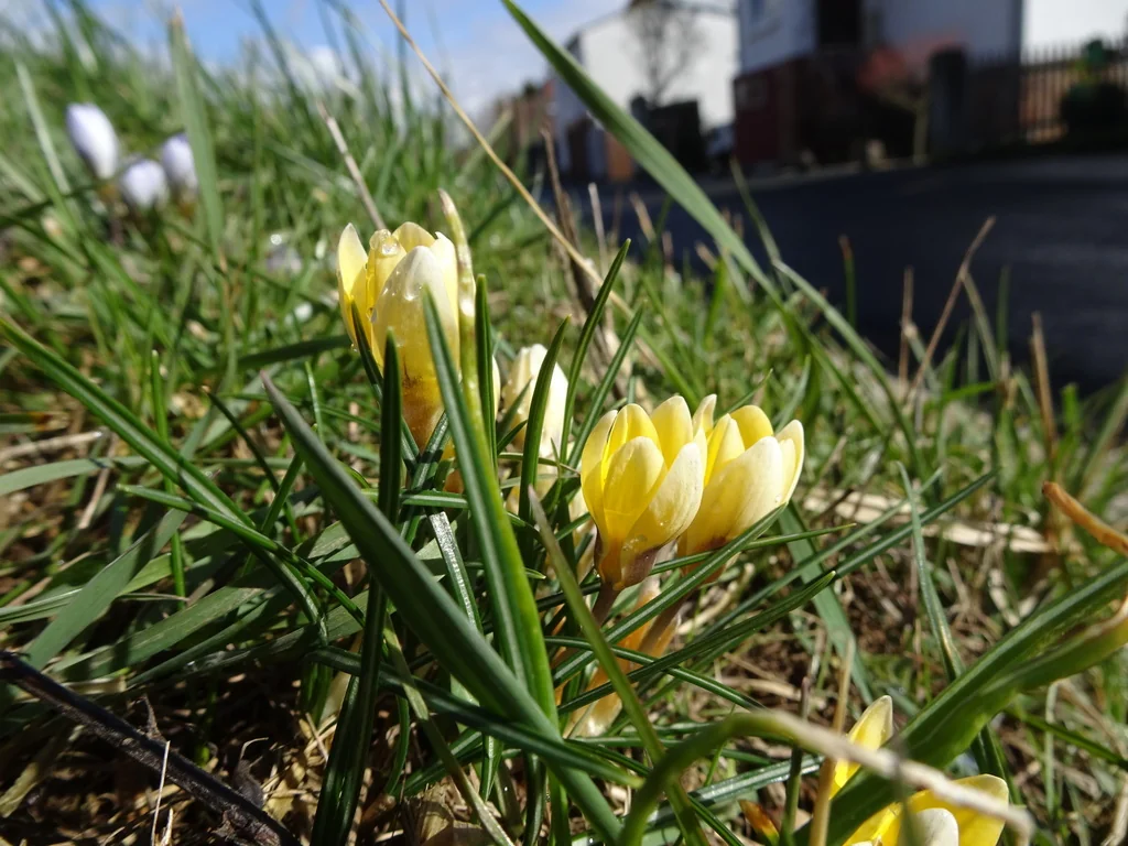 Crocus Chrysanthus