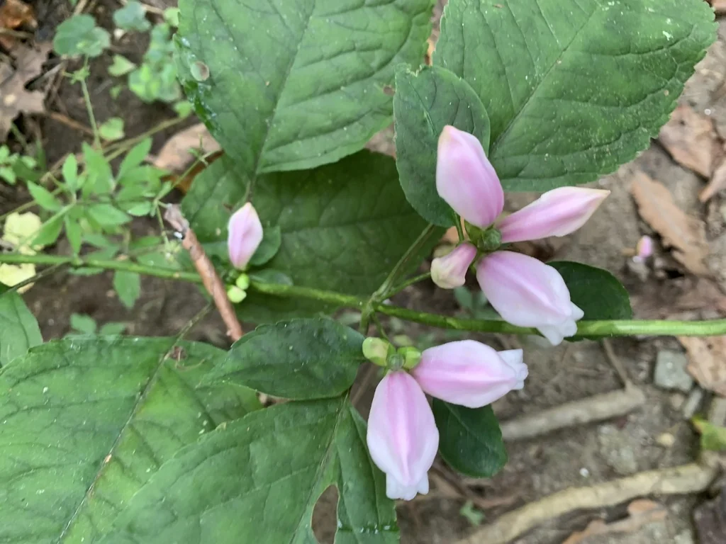Chelone Lyonii