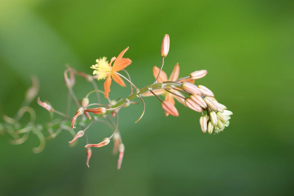 Bulbine Frutescens