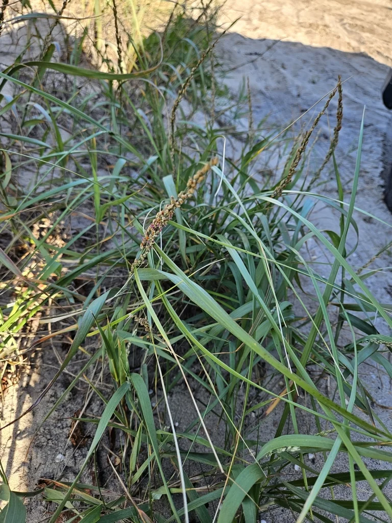 Panicum Amarum