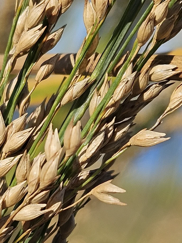 Panicum Amarum