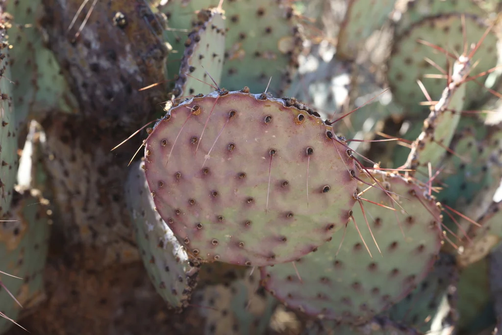 Opuntia Macrocentra