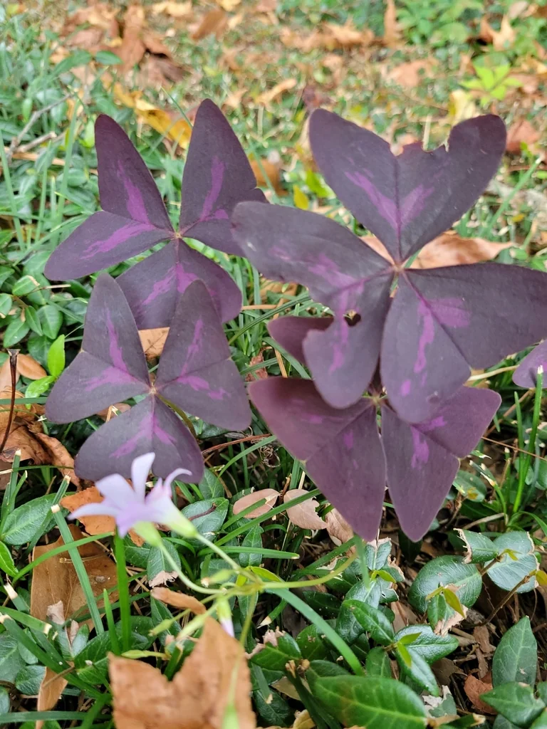 Oxalis Triangularis