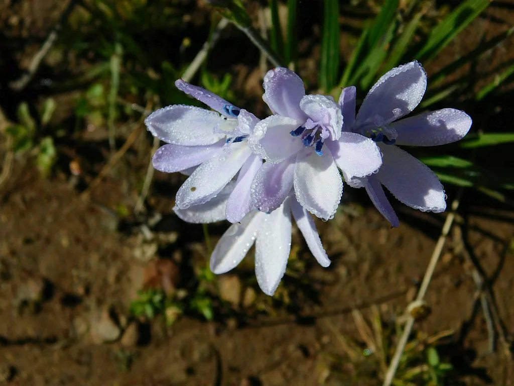 Babiana Stricta