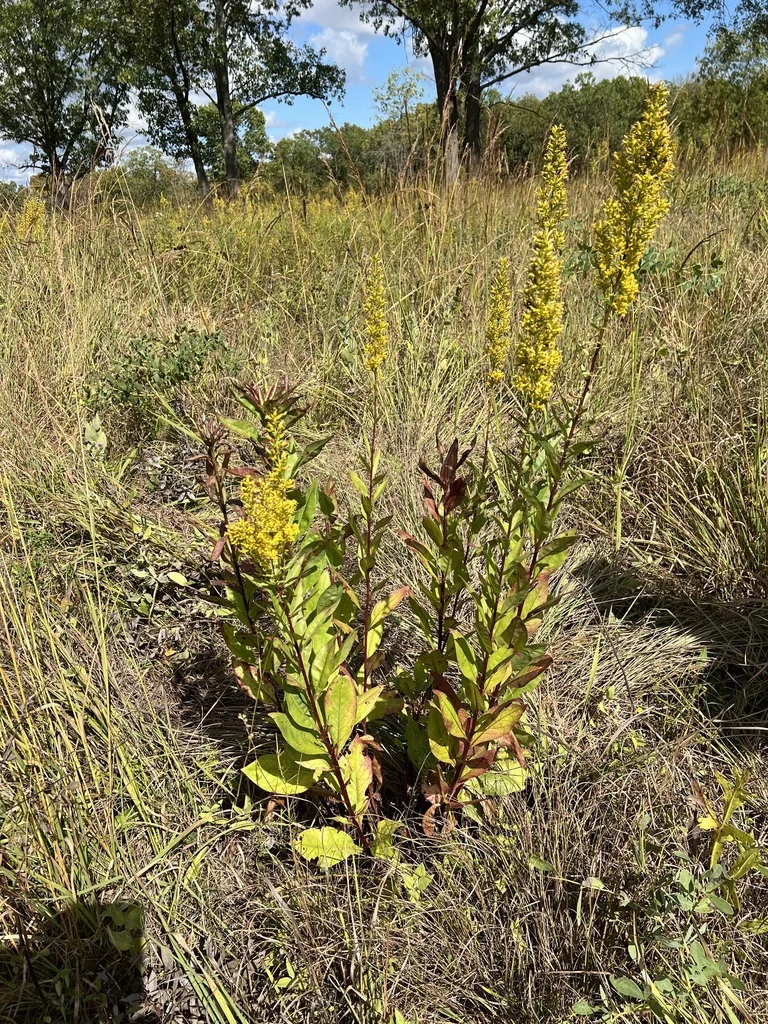 Solidago Speciosa