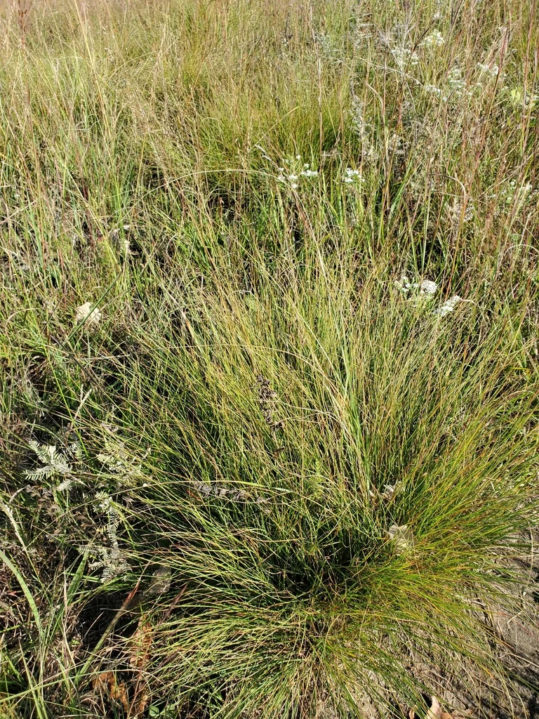 Sporobolus Heterolepis