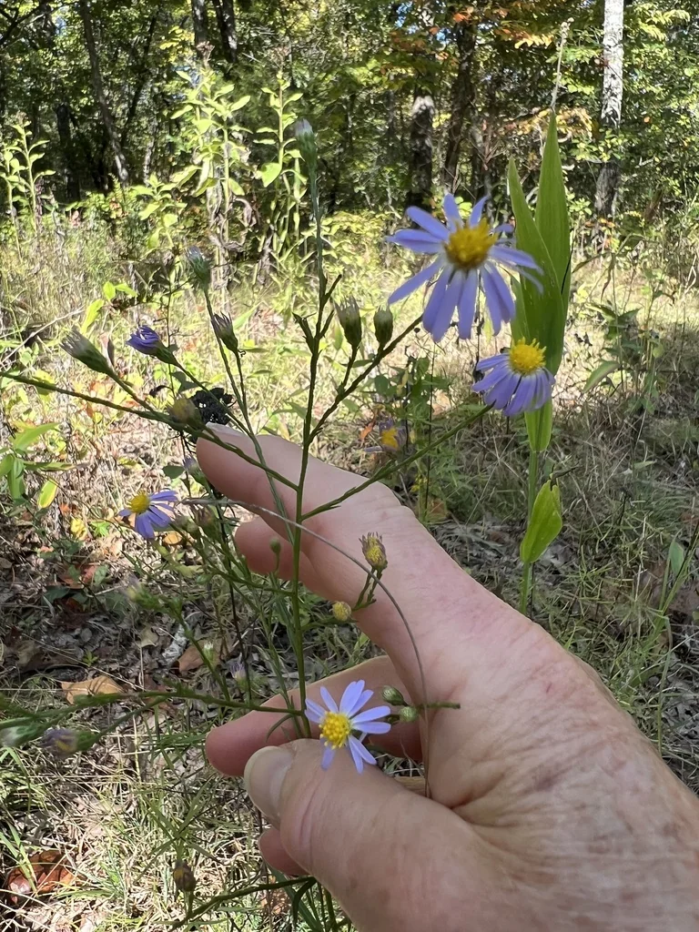 Symphyotrichum Oolentangiense