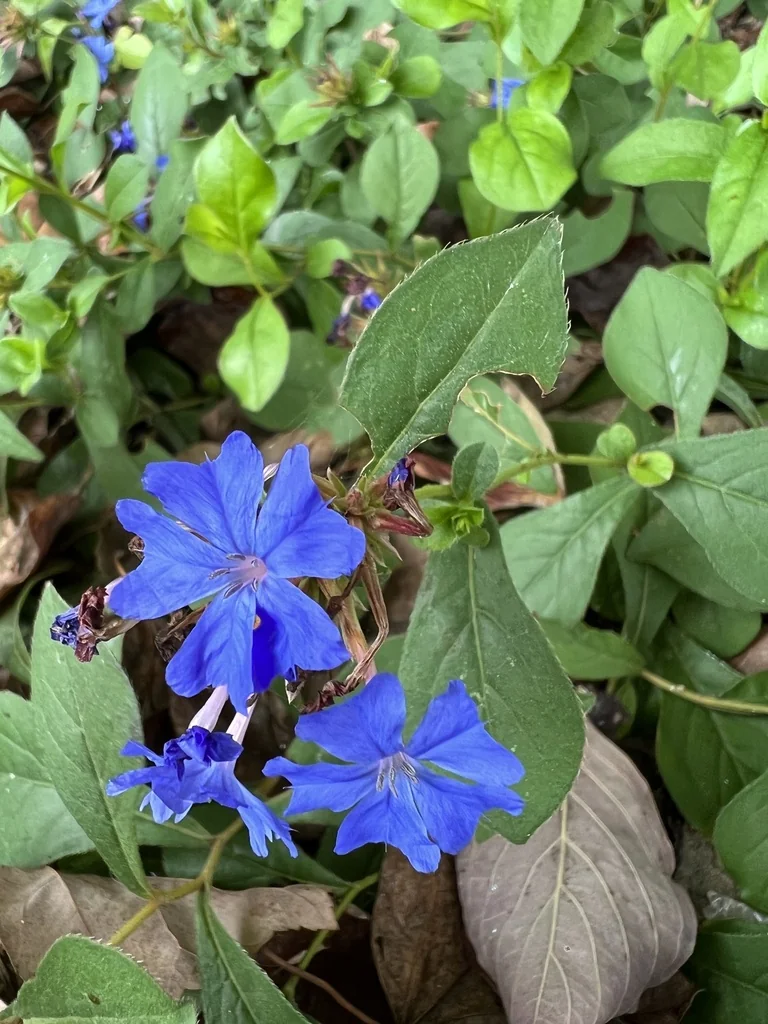Ceratostigma Plumbaginoides