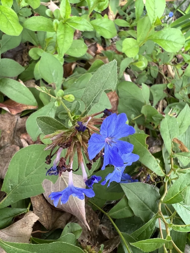 Ceratostigma Plumbaginoides