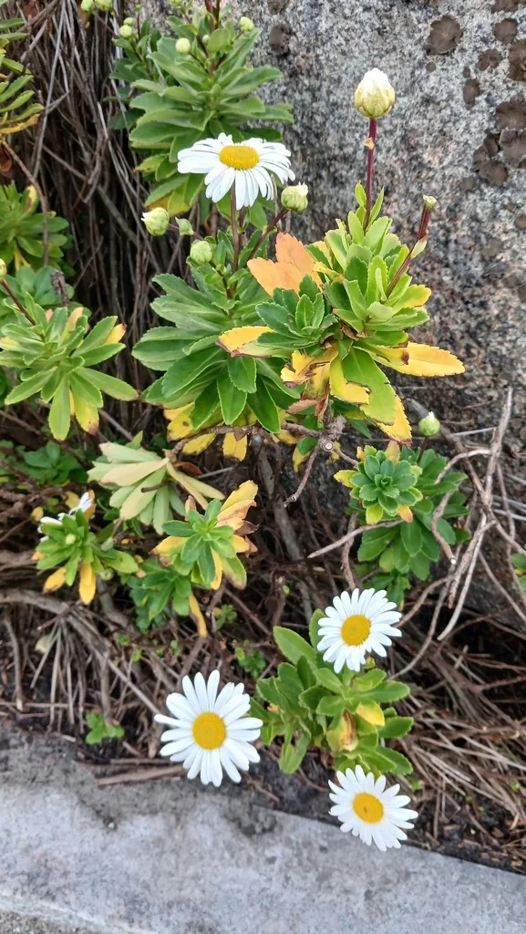 Nipponanthemum Nipponicum