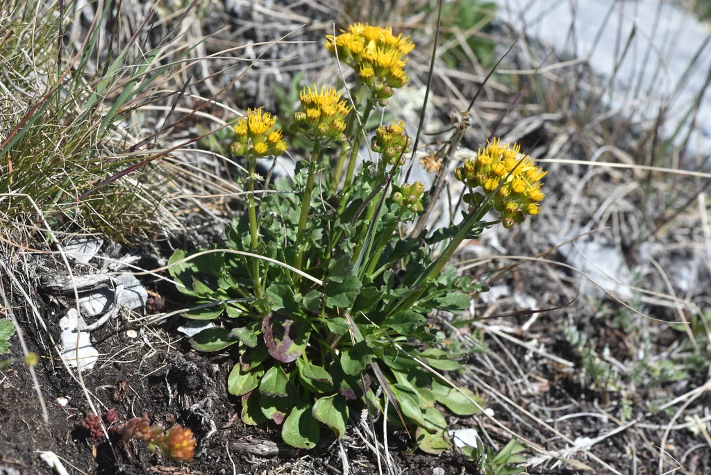 Senecio Fulgens