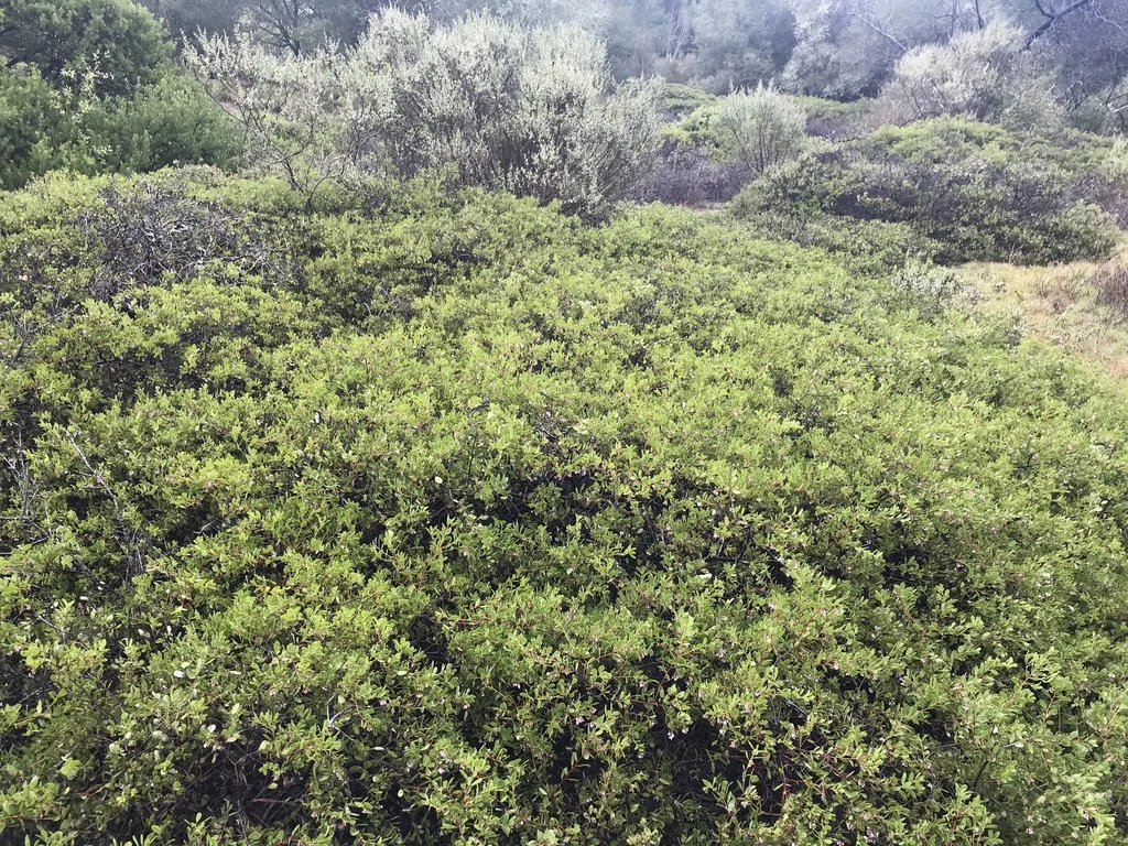 Arctostaphylos Densiflora