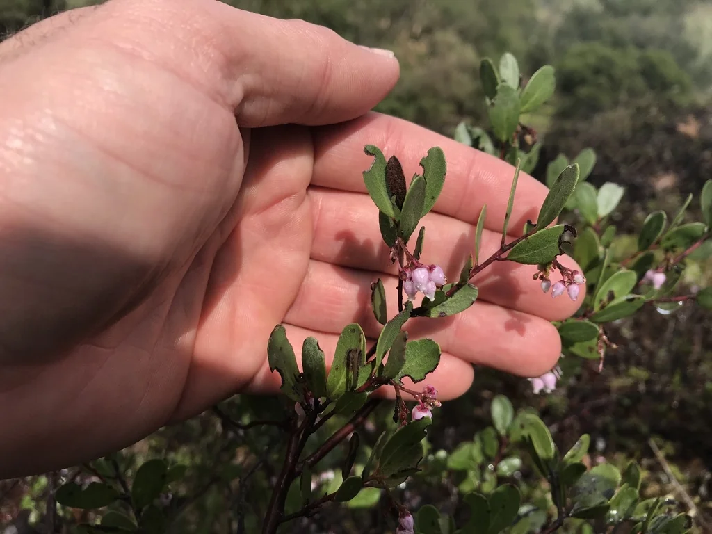Arctostaphylos Densiflora