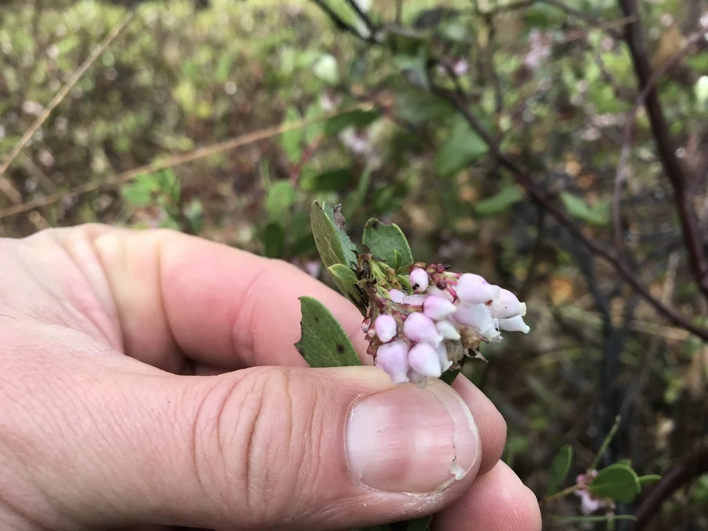 Arctostaphylos Densiflora
